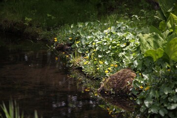 水, 緑, 自然, 川, 植える, 草, 森, いけ, 葉, サマータイム, 湖, コケ, 木,  花, 流れ, 葉, 岩, 公園, 木の葉, ナチュラル, 風景, 陽だまり,