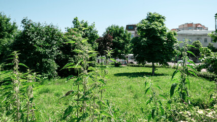 Fototapeta na wymiar Blooming nettles in summer on a sunny day in a park in a provincial town.