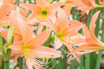 Field of Amaryllis  flower