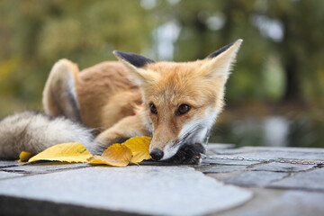 beautiful red domestic fox in nature