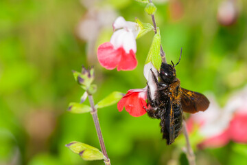 Closeup of a bee with pollen on a Salvia Microphylla flower