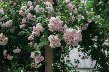 Fototapeta na wymiar Pale pink roses on a lush bush. Background