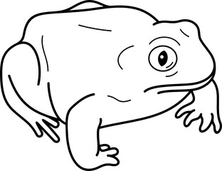 Spadefoot toad