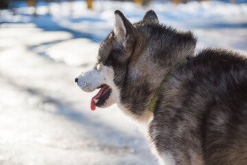 Naklejka premium Alaskan Malamute dog looks into the distance