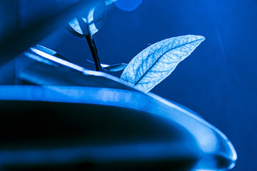 Folhas azul abstrato