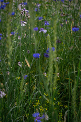 cornflowers among the grass in the meadow