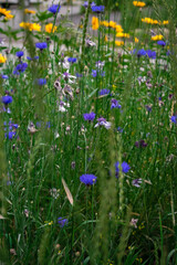cornflowers among the grass in the meadow