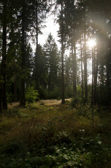 forest in the evening