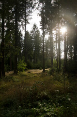 Obraz premium forest in the evening