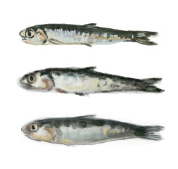 anchovy, ideal footage for themes such as Mediterranean cuisine and maritime themes