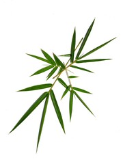 Bamboo leaves isolated on white background