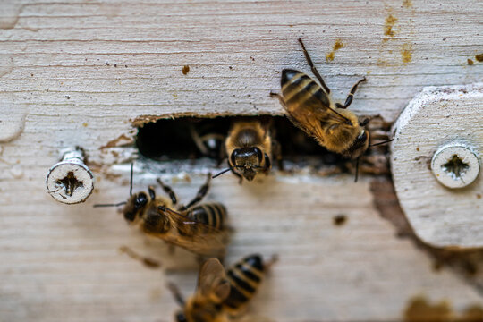 Pszczoły w wylotku