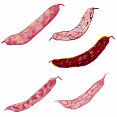Cranberry bean, ideal footage for themes such as cooking and vegeterian recipes
