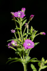 Naklejka premium Great Willowherb (Epilobium hirsutum) flowering in the english countryside