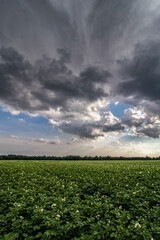 Pole kwitnących ziemniaków