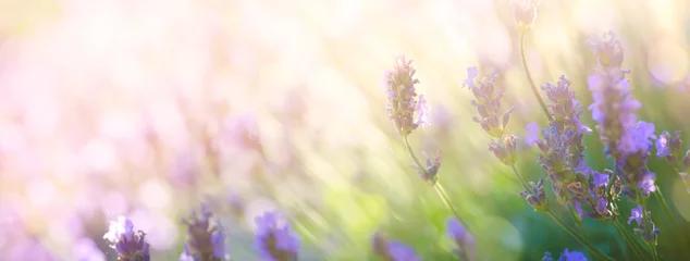 Poster Zomer bloemenlandschap  mooie zomer lavendel bloem tegen avond zonnige hemel  natuur landschap achtergrond. © Konstiantyn