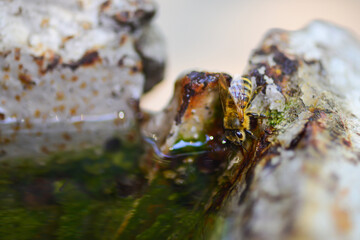 Bee drinking water in a puddle. Summer day