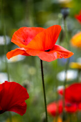 Fototapeta premium Poppies flowering in a strip of wildflowers in East Grinstead