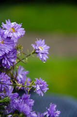 purple flowers in the garden
