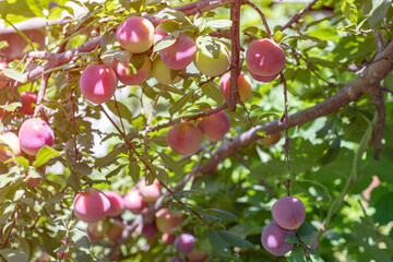Plum tree with juicy fruits on sun light
