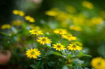 yellow flowers in the garden