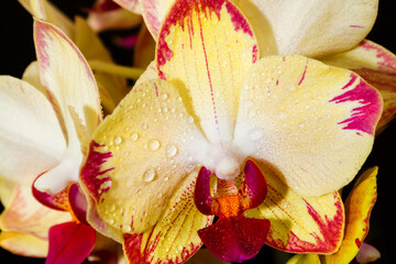 Yellow flowering orchids isolaten on the background
