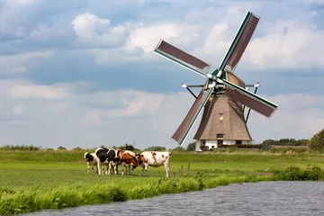 Fototapeten 5 Kühe auf einer Grasweide vor einer historischen Akkersloot-Windmühle im südholländischen Dorf Oud Ade in den Niederlanden. © misign