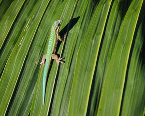 Green lizard Gecko on palm tree leaf