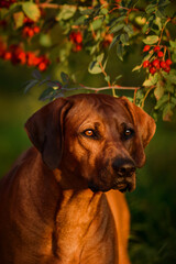  Rhodesian Ridgeback close up portrait in sunset nature scene