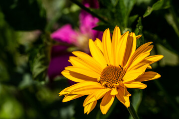 Kwiat słoneczniczka