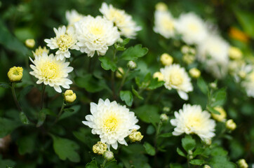 blossoms and buds, white and yellow flowers blooming in the garden, probably Tanacetum parthenium