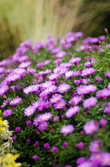 Obraz premium purple flowers in the garden