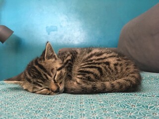 cat lying on the bed