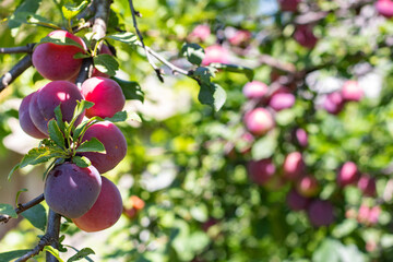 Ripe plums on tree branch in garden