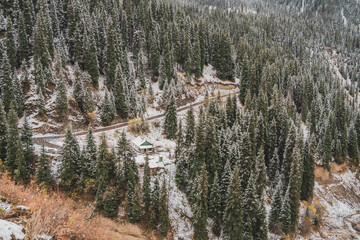 pine trees in the mountains