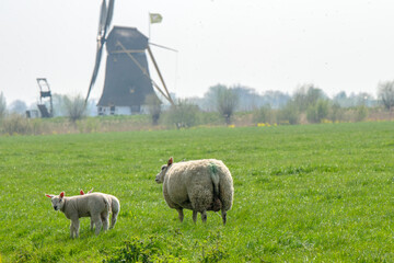 Mother Sheep And Lamb Together At Abcoude The Netherlands 15-4-2019