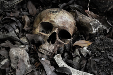 The skull and pile of bone on decay leaf in pit the old graveyard