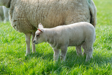 Obraz na płótnie Canvas Mother Sheep And Lamb Together At Abcoude The Netherlands 15-4-2019