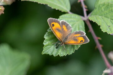 Fototapeta na wymiar The Gatekeeper or Hedge Brown (Pyronia tithonus) butterfly resting on a leaf
