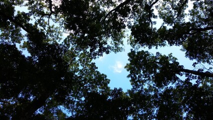 Love forest