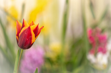 Red and yellow tulip, spring