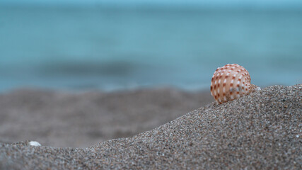 shell on the beach