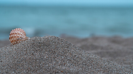 shell on the beach