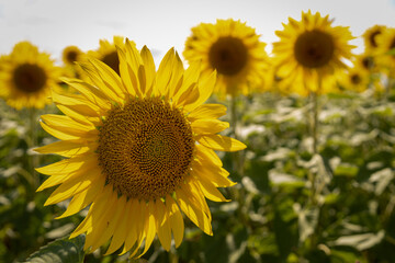 girasole, controluce, in primo piano in un campo
