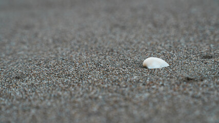 sand and shells