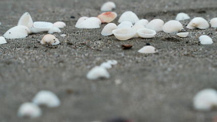 shells on the beach