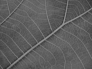Fototapeta na wymiar dry black and white leaf texture