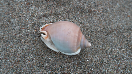 shell on the beach