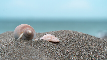 seashell on the beach