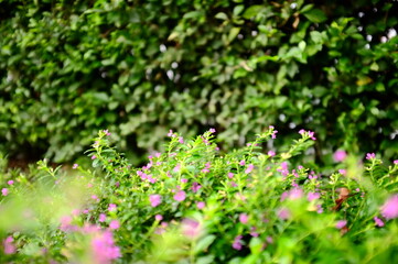 green moss on the ground